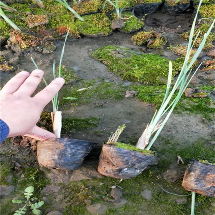 四川细叶芒直销商 细叶芒批发 质量优 成活高 