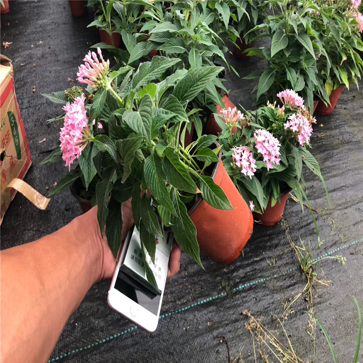 棚内种植繁星花 庭院摆放五星花 江瑞