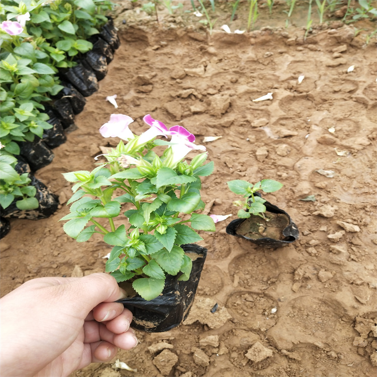 成片种植夏堇基地 青海夏堇批发 夏堇质优价廉