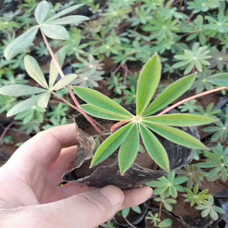 辽宁羽扇豆批发 鲁冰花出售 江瑞直批