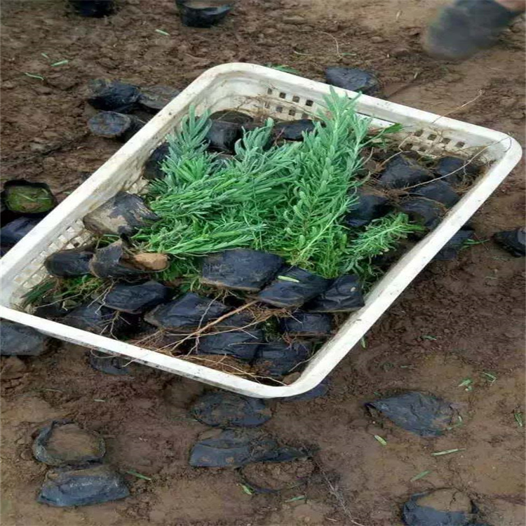 薰衣草小苗批发 薰衣草批发商 园林种植薰衣草基地