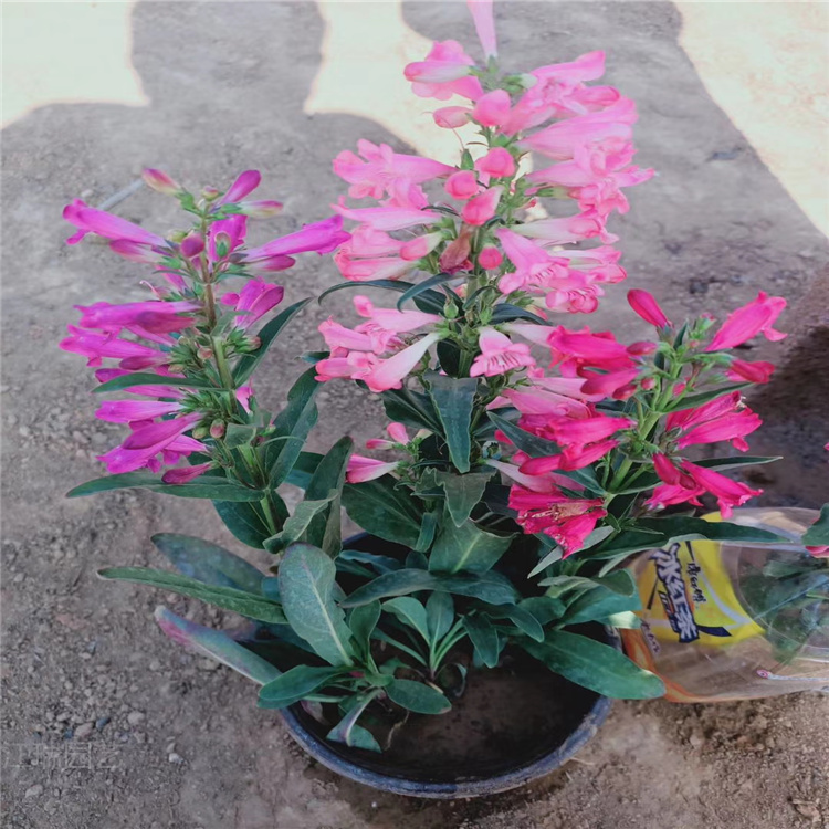 香彩雀 香彩雀花坛绿化花卉 香彩雀规格全 欢迎选购