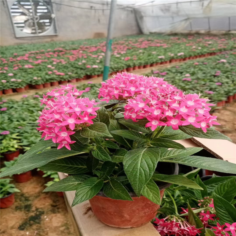 宁夏五星花基地 繁星花出售 全国发货