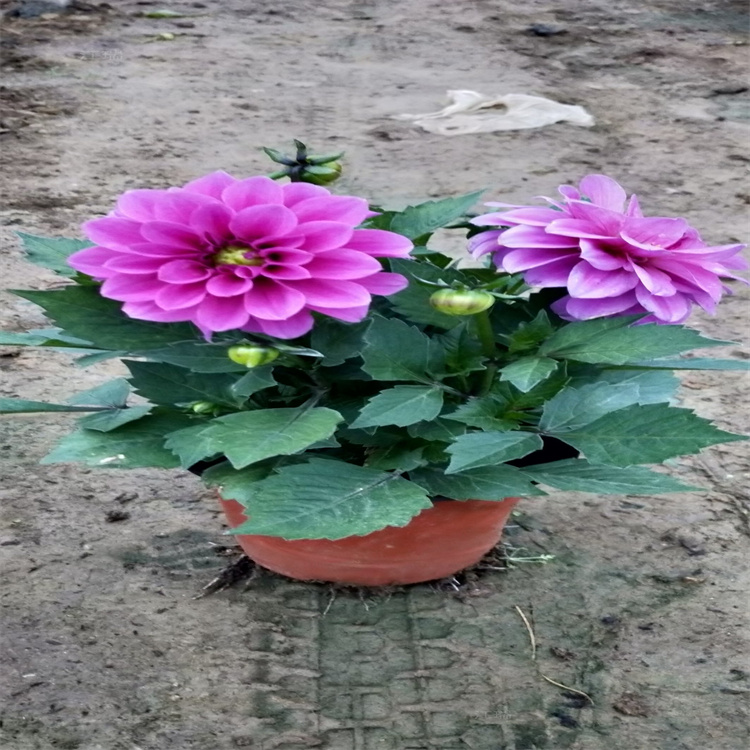 厂区绿化小丽花批发 小丽花精选厂家 江瑞 