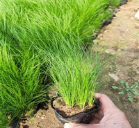 细茎针茅直销商 成片种植细茎针茅 墨西哥羽毛草基地