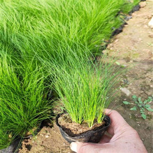 细茎针茅直销商 成片种植细茎针茅 墨西哥羽毛草基地