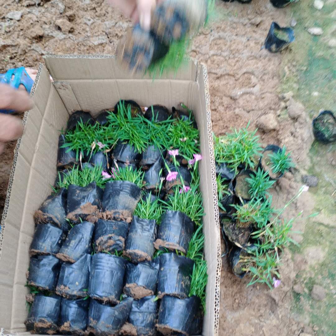 欧石竹 欧石竹价格 观赏欧石竹