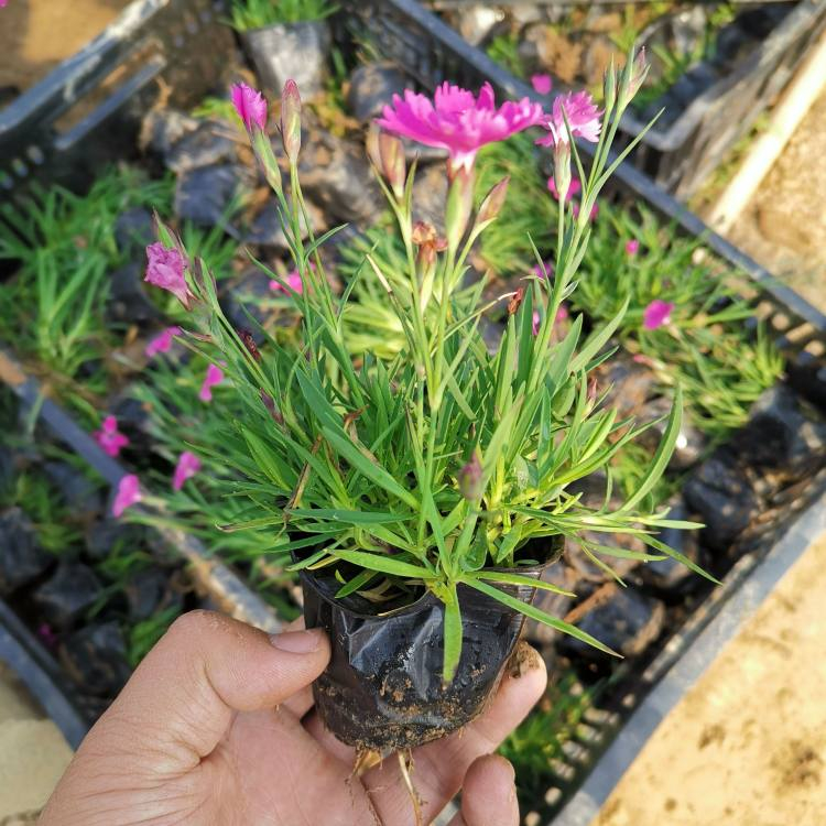 欧石竹杯苗 欧石竹供应商 价格从优