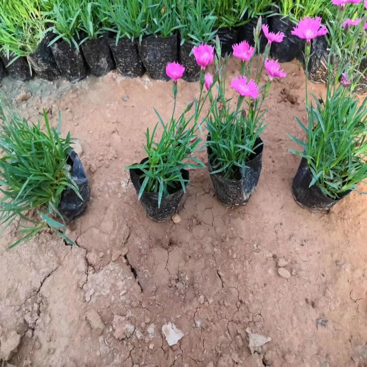 欧石竹花海苗 欧石竹批发商 大量供应