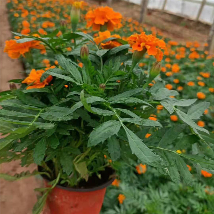 一年生草本植物 孔雀草小苗批发种植基地 轩琪花卉苗木
