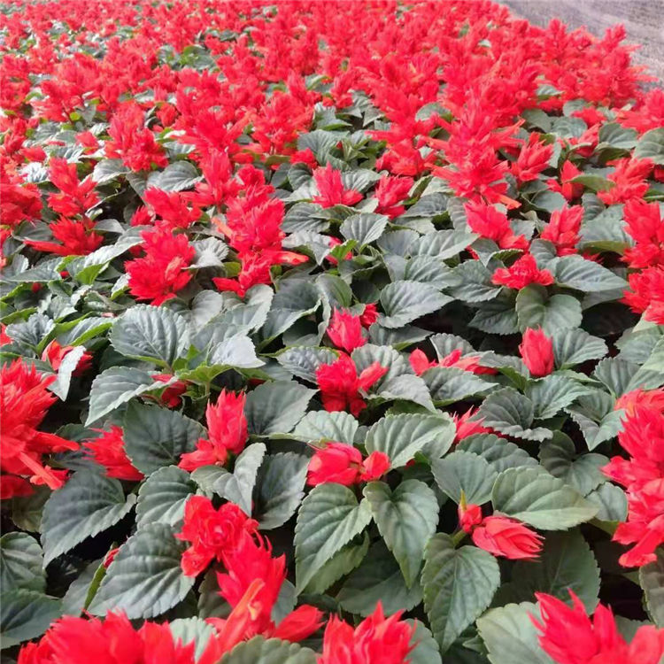 红花一串红小苗批发 一串红种植基地 轩琪花卉苗木