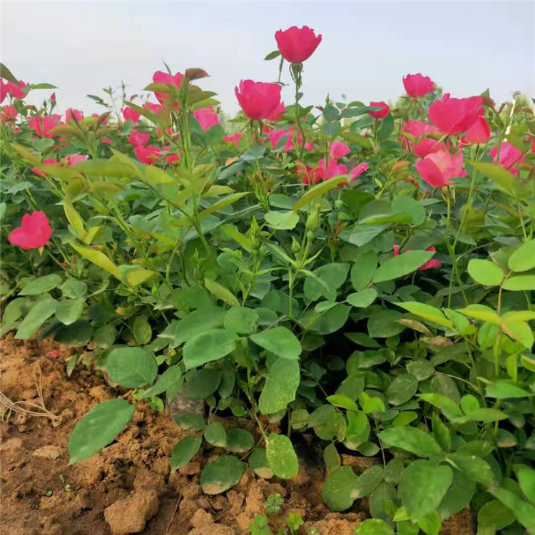 轩琪种植培育丰花月季 品种月季大量供应 价格优惠