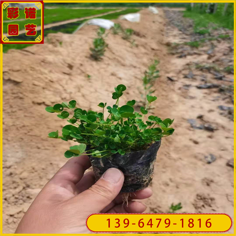 紫花苜蓿小杯苗 护坡地被植物红三叶杯装苗 青州白三叶小苗
