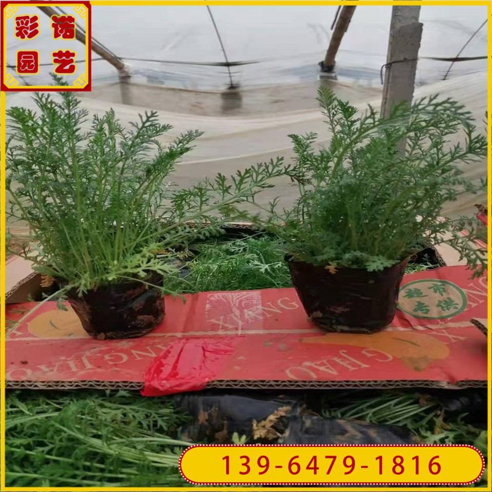 蓍草小杯苗种植 千叶蓍草大杯苗草花批发 宿根花卉山东彩诺基地