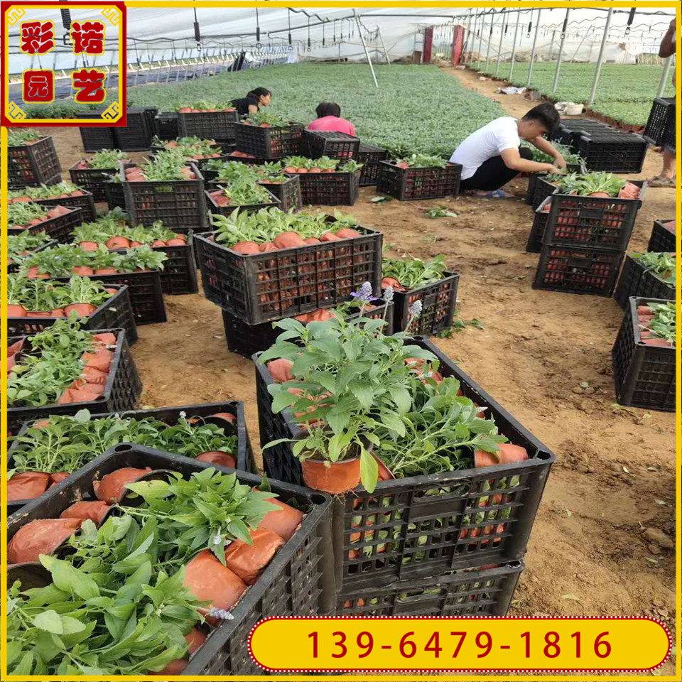 兰花鼠尾草营养杯小苗 种植基地直销兰花鼠尾大杯草容器苗