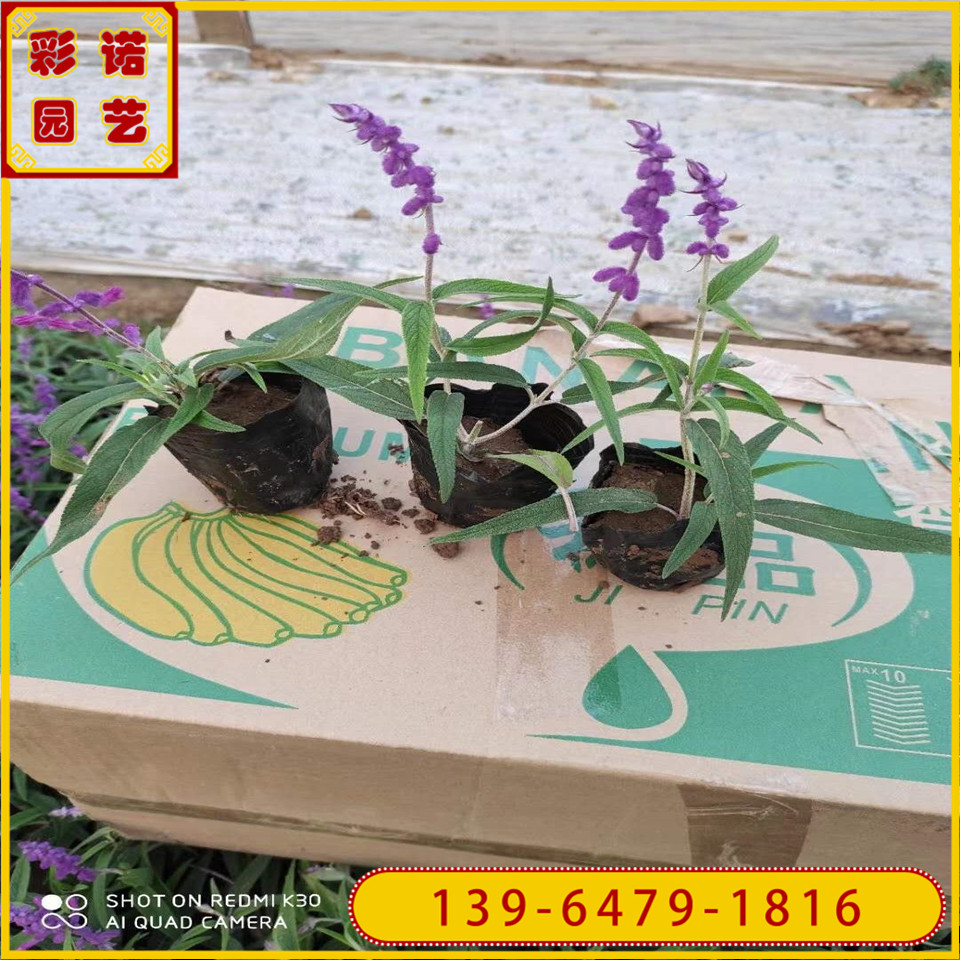 墨西哥鼠尾草小杯苗好质量好 多年生一串紫鼠尾草工程绿化苗基地