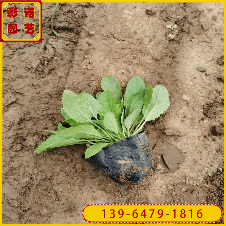批发多年生地被鼠尾草小杯苗 地被鼠尾草小苗 宿根鼠尾草价格