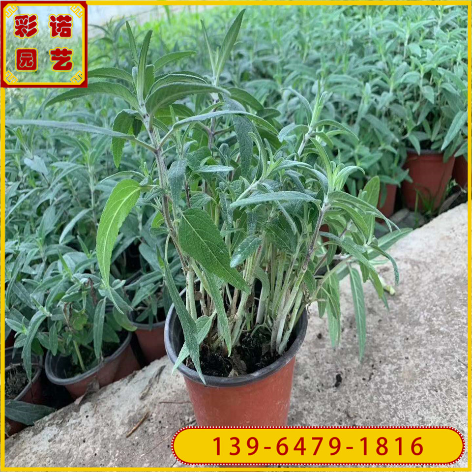 批发墨西哥鼠尾草杯苗 墨西哥鼠尾草小盆苗价格 山东彩诺园艺