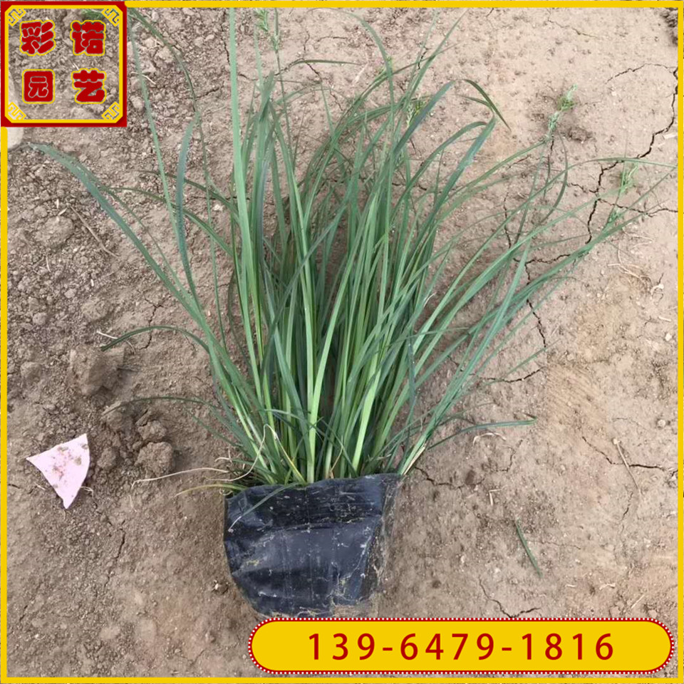 青绿苔草小杯苗 山东青州花卉种植基地 多芽青绿苔草大杯苗价格
