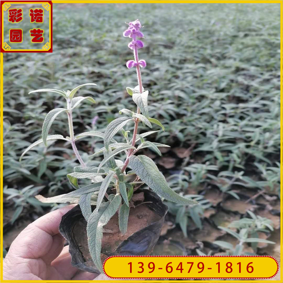 基地批发杯装带土墨西哥鼠尾草小杯苗  蓝花墨西哥鼠尾草小苗价格