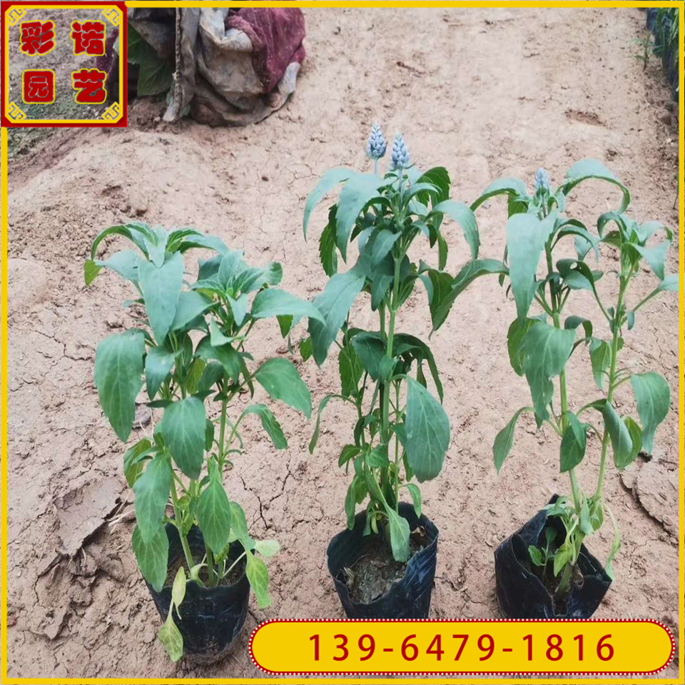兰花鼠尾草小杯苗价格 蓝花鼠尾草小盆苗 草花鼠尾草价格