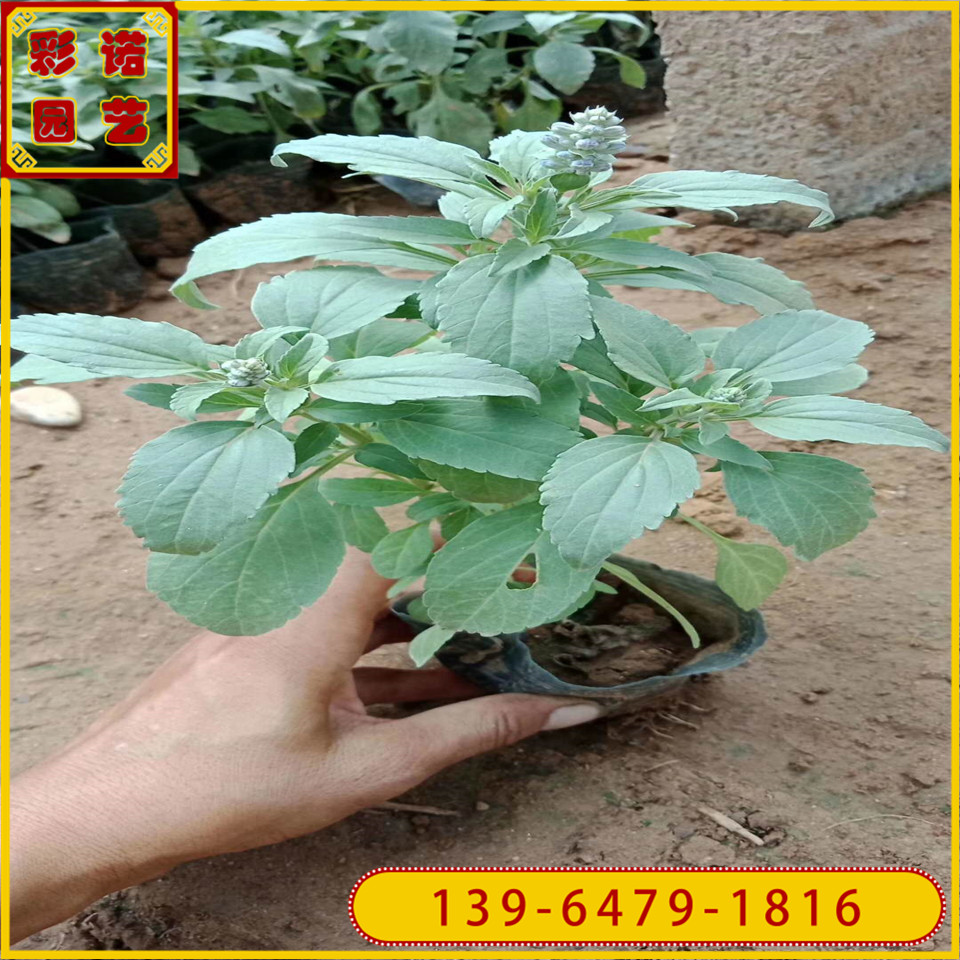 宿根花卉蓝花鼠尾草双色杯苗 草花鼠尾草小杯苗 草花鼠尾草小苗价格