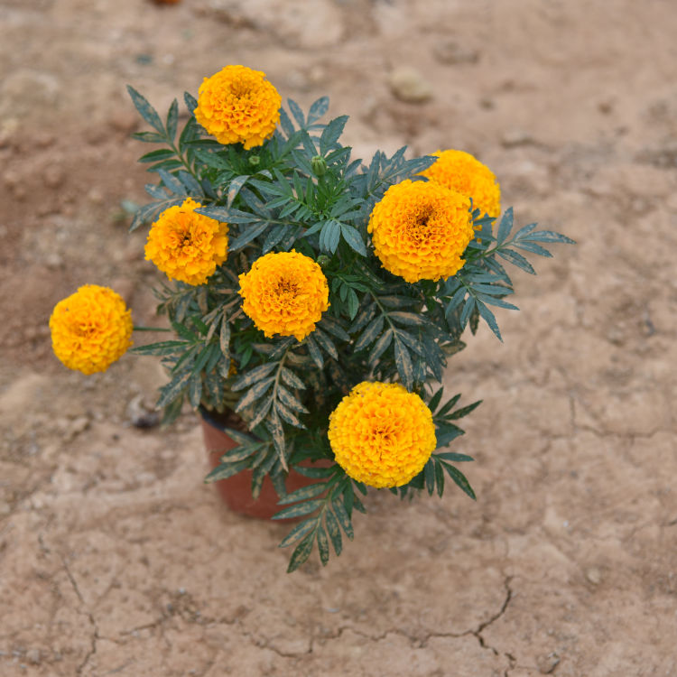 孔雀草 时令草花 花卉租摆