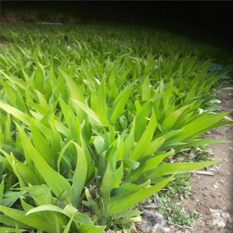 鸢尾批发 老鸢尾种植基地 厂区绿化鸢尾