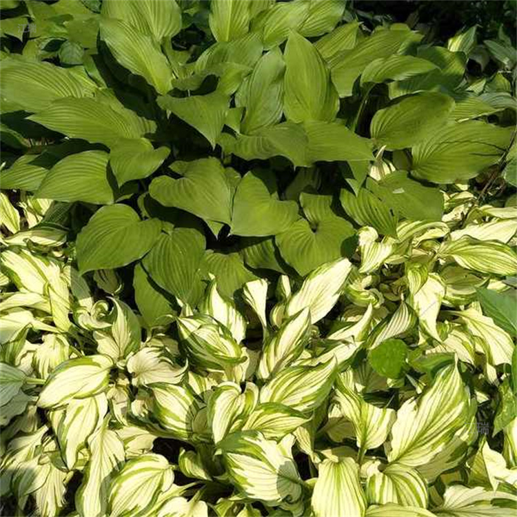 花叶玉簪出售 厂区绿化花叶玉簪 江瑞直批