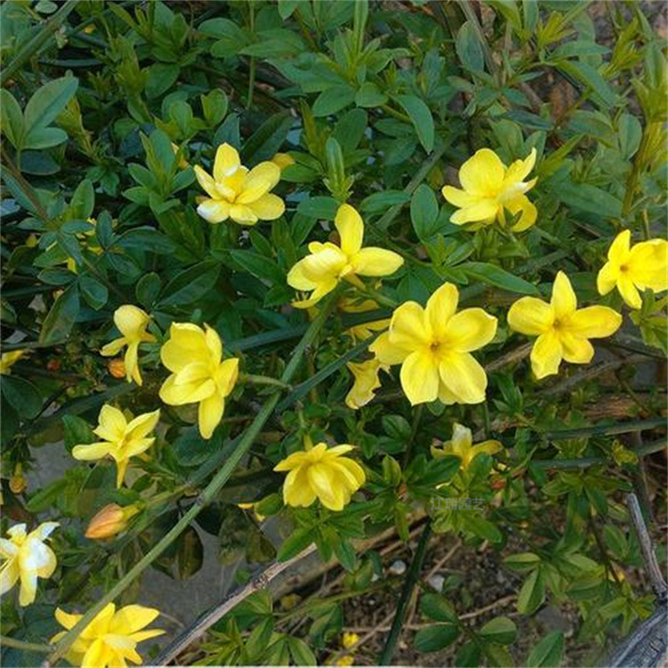 路边绿化迎春花苗 迎春花批发 规格齐全 成活高