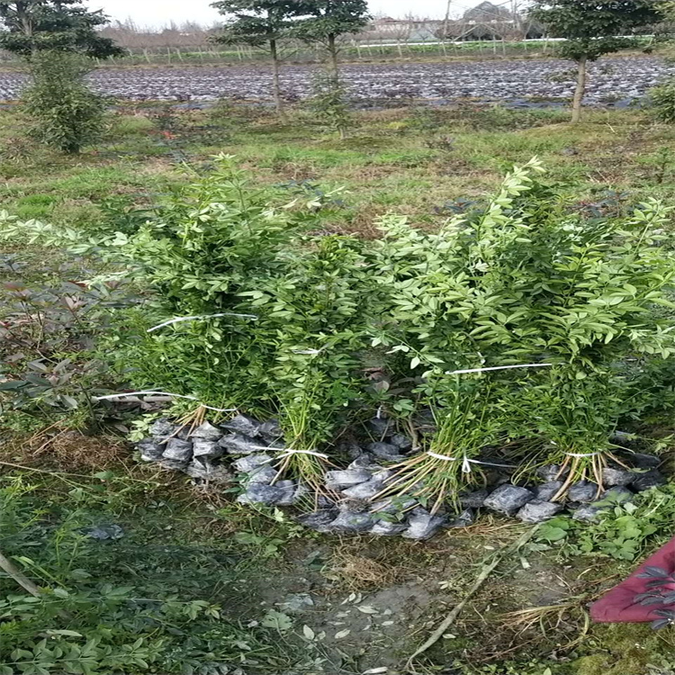 迎春花小苗基地 迎春杯苗出售 各地配送
