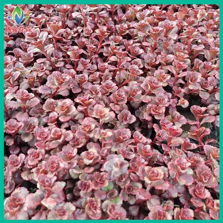 批发红景天 基地发货 腾骏花卉 绿化工程用红景天杯苗