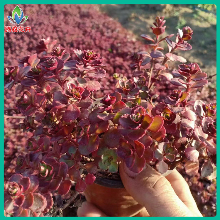 红景天种植基地 腾骏花卉 大量有货