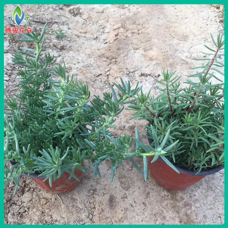 腾骏花卉大量供应 半枝莲盆苗 山东青州半枝莲种植基地