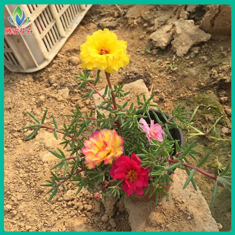 腾骏 半枝莲花海苗 绿化工程用半枝莲 欢迎大量定购