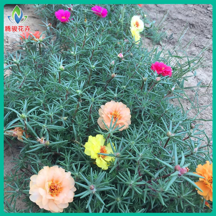 出售杯苗半枝莲 青州半枝莲种植基地 腾骏 花卉苗木批发