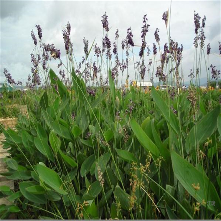 再力花直售 水池绿化再力花批发 各地配送