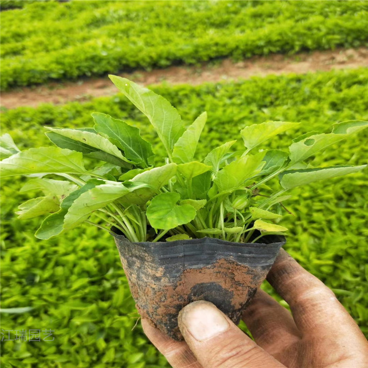 江西紫花地丁营养杯苗 花径花卉紫花地丁 欢迎选购