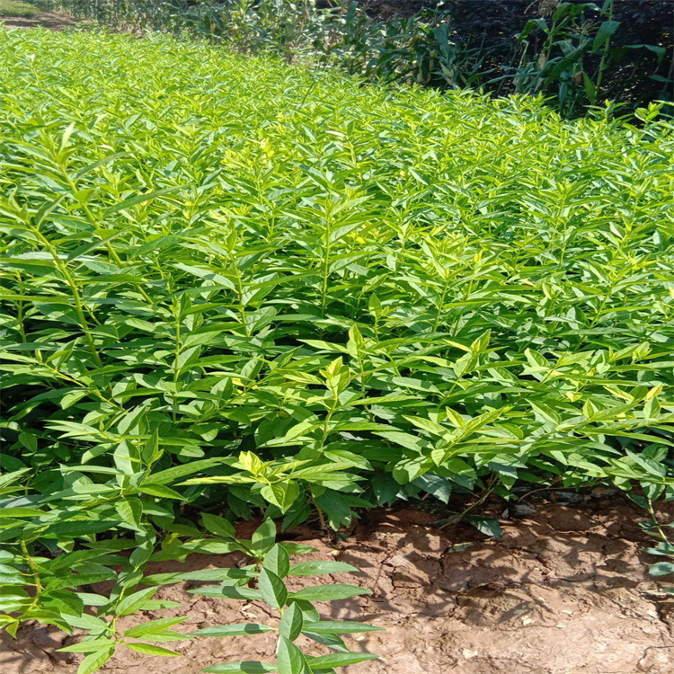 连翘营养杯苗 连翘种植厂家 江瑞连翘质优价廉 欢迎在线咨询