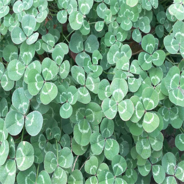 三叶草种植户 大片种植三叶草基地 江瑞直售 在线咨询