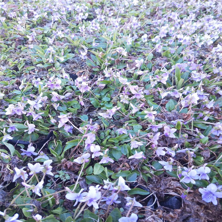 紫花地丁批售商 四川紫花地丁价格 江瑞全国发货