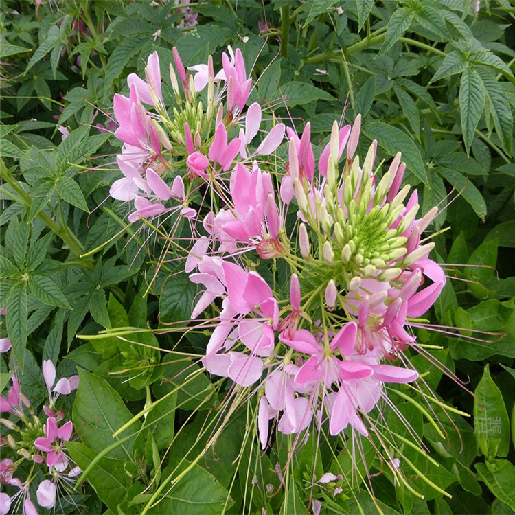 枣庄醉蝶花基地 醉蝶花直售 江瑞花卉