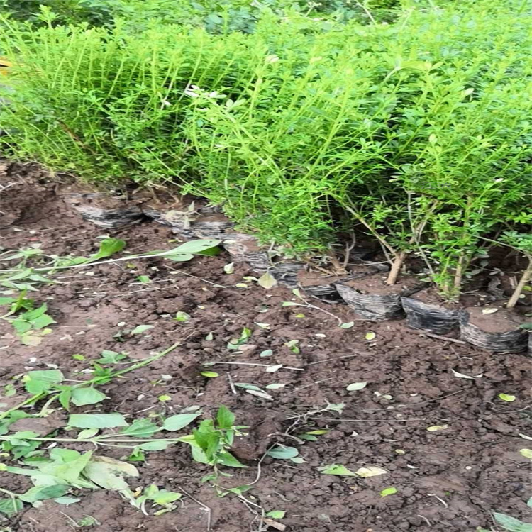 造型迎春出售 迎春花盆苗基地 庭院摆放迎春花