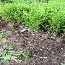 造型迎春出售 迎春花盆苗基地 庭院摆放迎春花