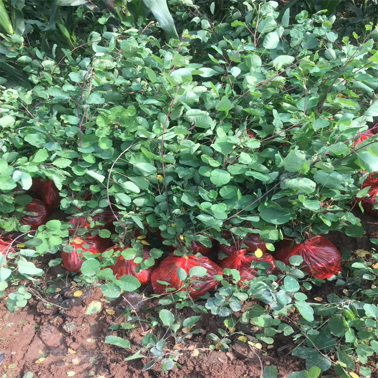 黄栌营养杯苗 黄栌直批 江瑞各地配送