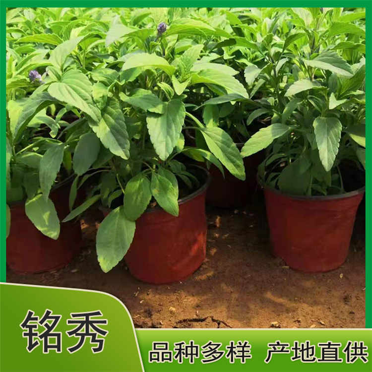 鼠尾草价格 山东鼠尾草基地  基地直供 铭秀花卉