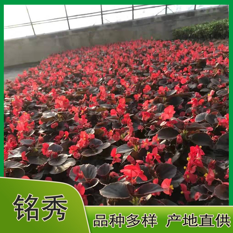 大花海棠价格 批发四季海棠杯苗 基地直供