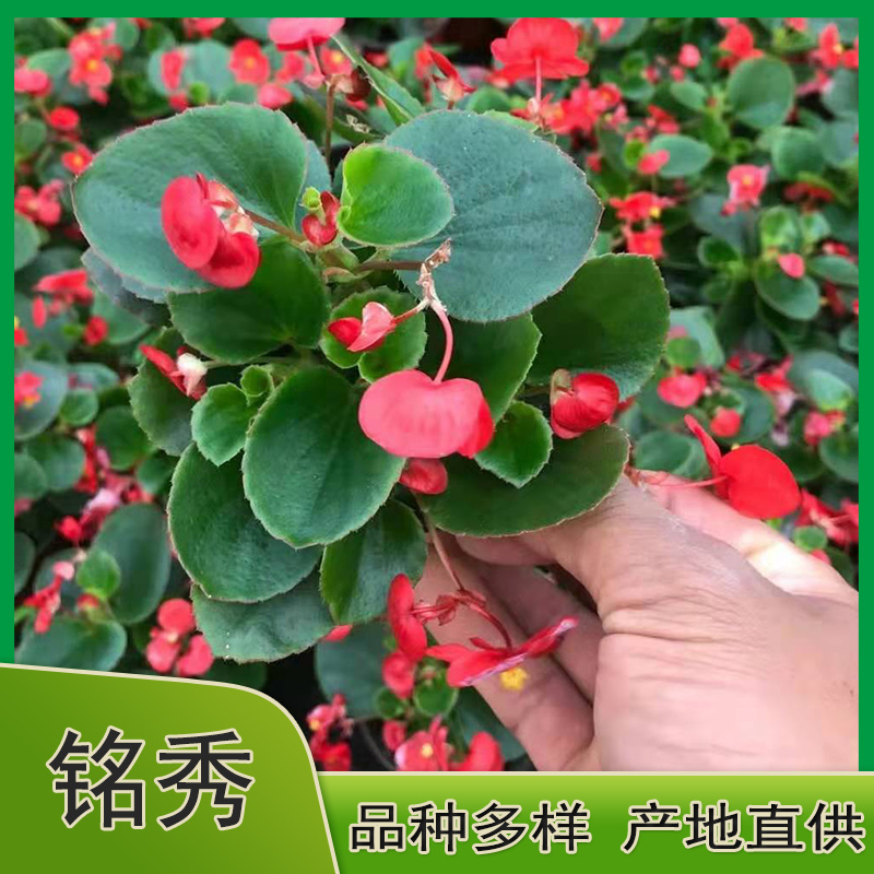 大花海棠基地批发 铭秀花卉四季海棠供应 多色海棠