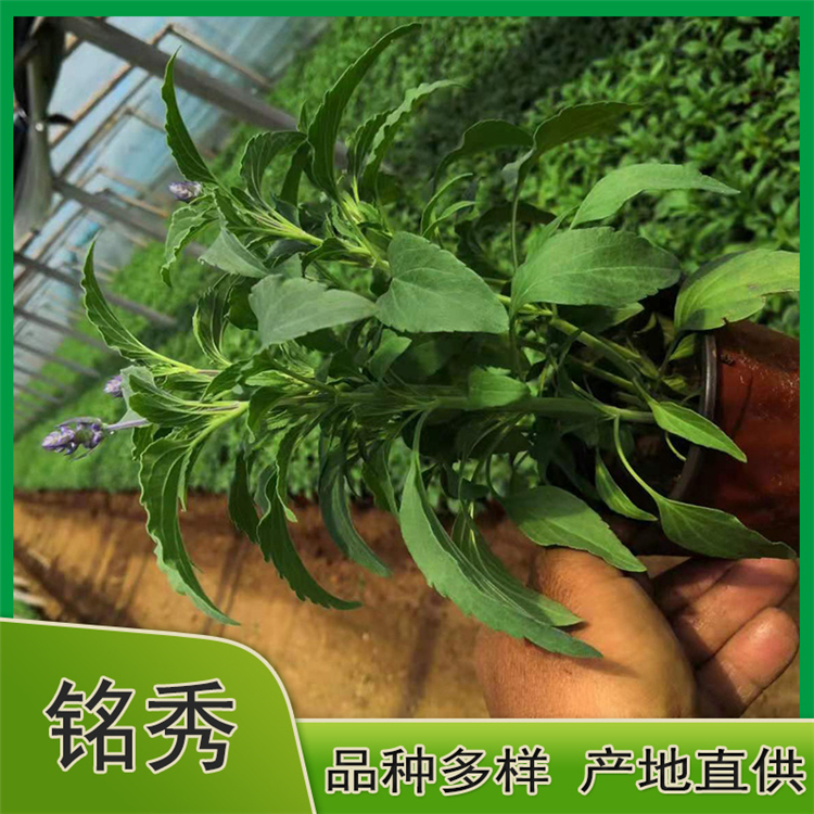 鼠尾草价格 宿根鼠尾草批发 紫花鼠尾草基地