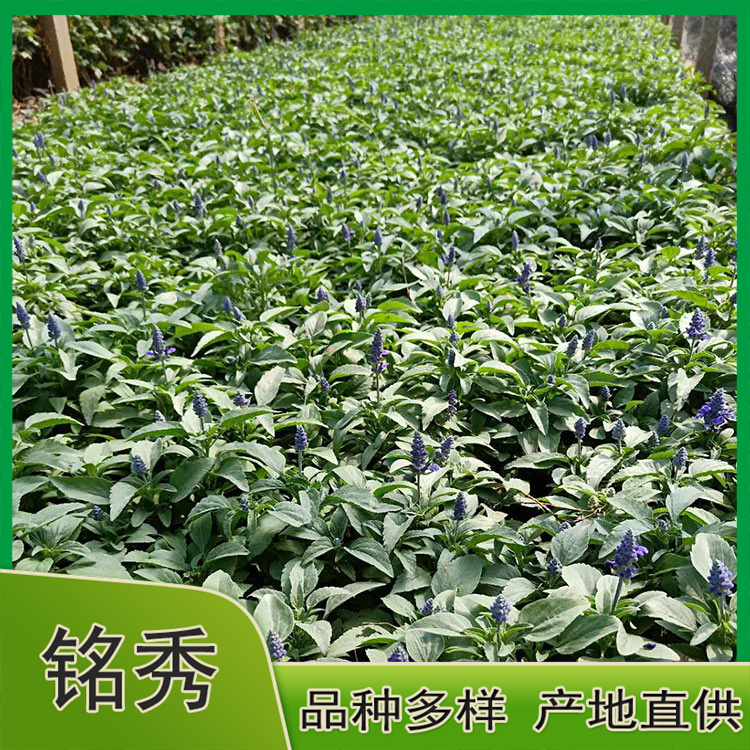 地被鼠尾草杯苗 地被鼠尾草基地 地被鼠尾草出售